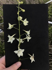 Delphinium pavonaceum
