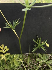 Delphinium pavonaceum