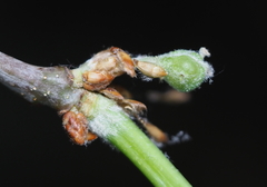 Andricus quercusutriculus