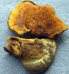 Pseudomerulius curtisii image