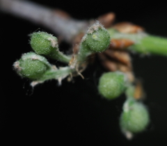 Andricus quercusutriculus