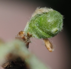 Andricus quercusutriculus