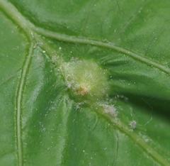 Andricus quercusutriculus