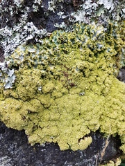 Podostictina pickeringii