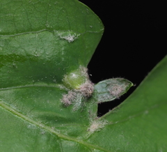 Andricus quercusutriculus