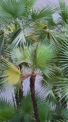 Acoelorraphe wrightii