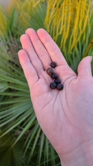 Acoelorraphe wrightii