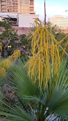 Acoelorraphe wrightii