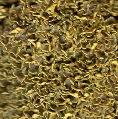 Podostictina pickeringii