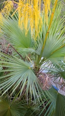 Acoelorraphe wrightii