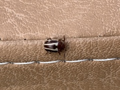 Calligrapha californica