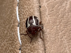 Calligrapha californica