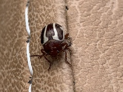 Calligrapha californica