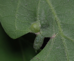 Andricus quercusutriculus