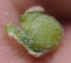 Andricus quercusutriculus