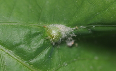 Andricus quercusutriculus