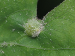 Andricus quercusutriculus