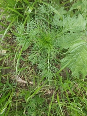 Tripleurospermum inodorum