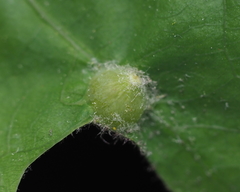 Andricus quercusutriculus