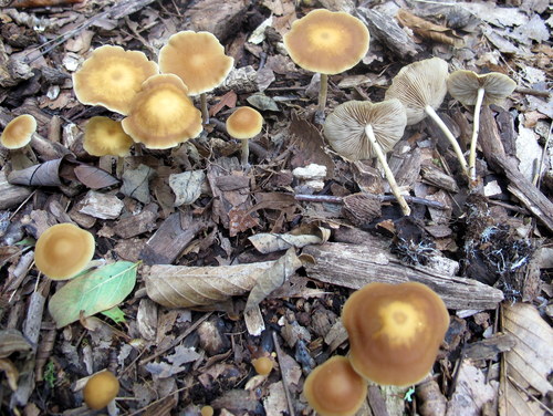 Agrocybe arvalis image