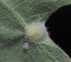 Andricus quercusutriculus