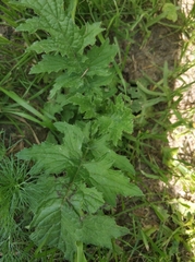 Carduus crispus