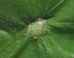 Andricus quercusutriculus