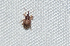 Lignyodes horridulus
