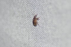 Lignyodes horridulus
