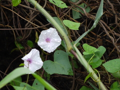 Ipomoea sagittifolia