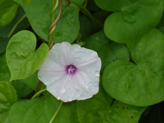 Ipomoea sagittifolia