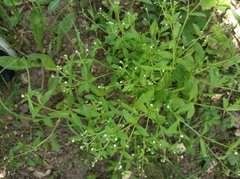 Myosotis sparsiflora