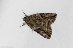 Catocala micronympha