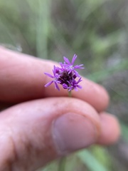 Polygala incarnata
