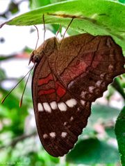 Anartia amathea