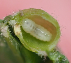 Andricus quercusutriculus