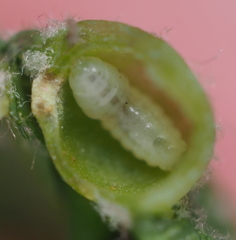 Andricus quercusutriculus