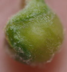 Andricus quercusutriculus