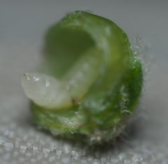 Andricus quercusutriculus