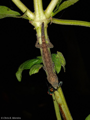 Hemidactylus frenatus