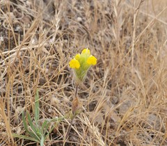 Castilleja lacera