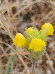 Castilleja lacera