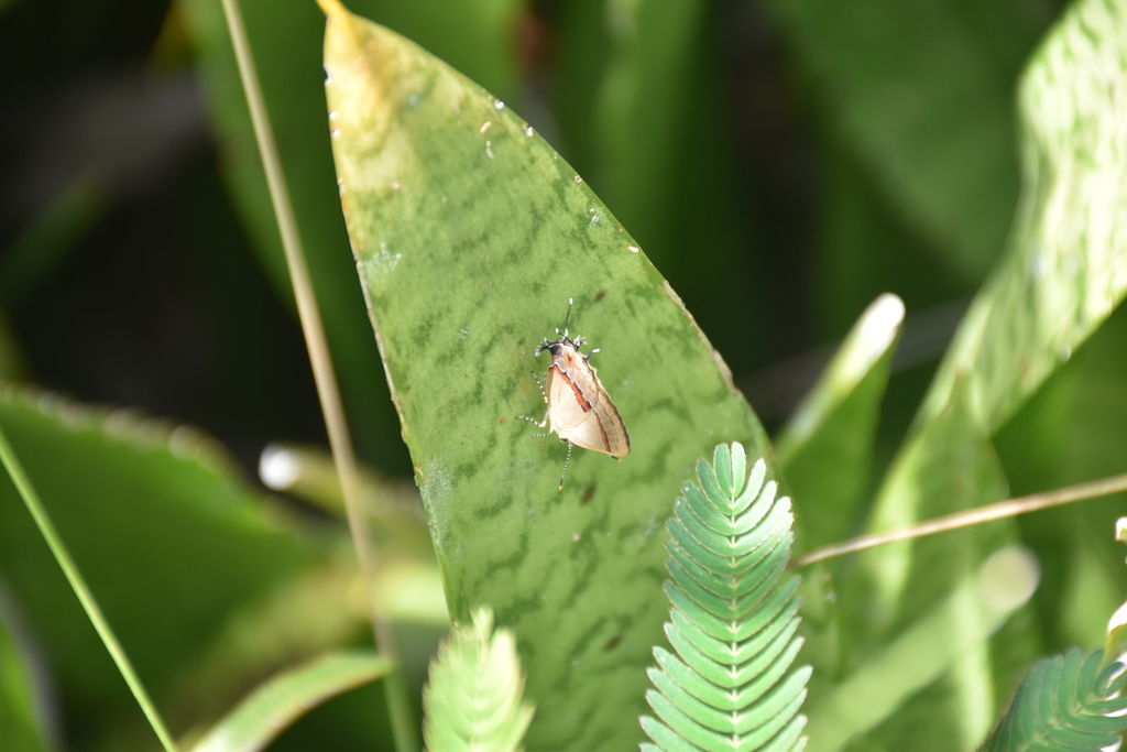 Badecla quadramacula