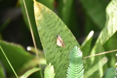 Badecla quadramacula