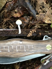 Tympanella galanthina