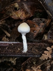 Tympanella galanthina