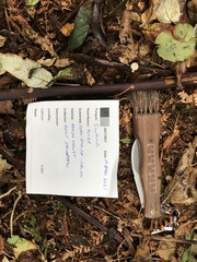 Tympanella galanthina