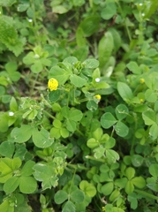 Medicago lupulina