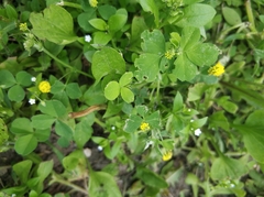 Medicago lupulina