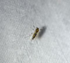 Cricotopus sylvestris
